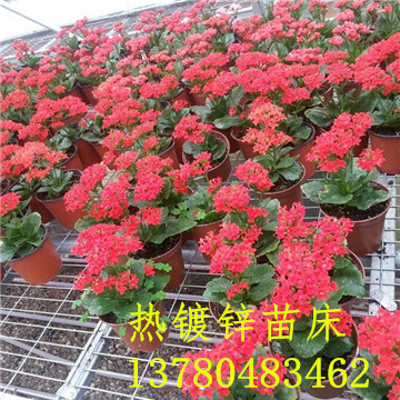 <a href='/' target='_blank'><a href='http://www.yz-zx.com/miaochuangsheshi/203.html'target='_blank'>花架網(wǎng)</a></a>