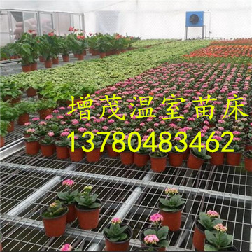 溫室<a href='/' target='_blank'><a href='http://www.yz-zx.com/miaochuangsheshi/203.html'target='_blank'>花架網</a></a>廠家