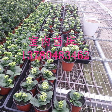 溫室<a href='/' target='_blank'><a href='http://www.yz-zx.com/miaochuangsheshi/203.html'target='_blank'>花架網</a></a>廠家