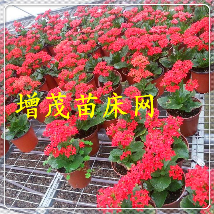 <a href='/' target='_blank'><a href='http://www.yz-zx.com/miaochuangsheshi/203.html'target='_blank'>花架網</a></a>鍍鋅網片