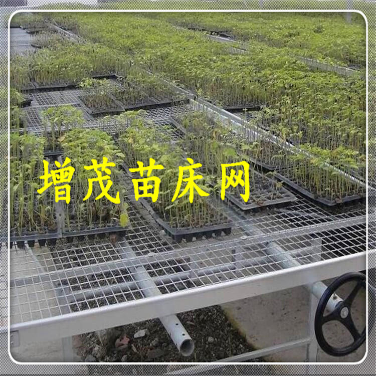 苗床網